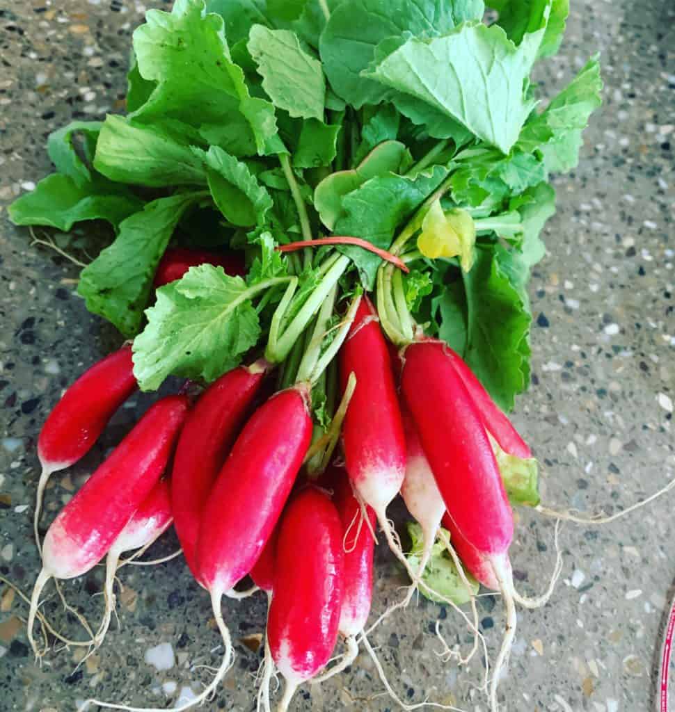 Radishes