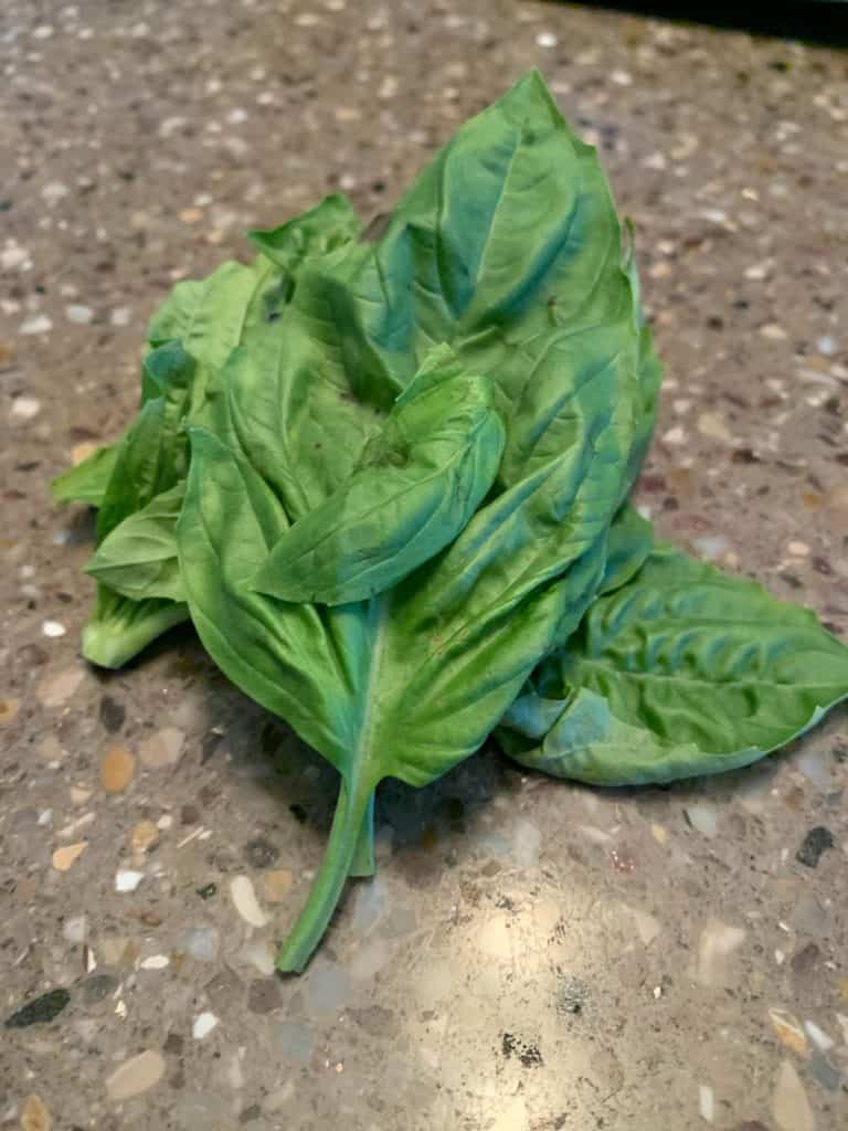 Basil